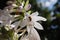 Close up white flower with bee inside