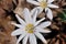 Close-up of the white flower of  Bloodroot Sanguinaria canadensis