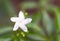 Close up white flower blossom