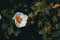 Close-up of a white flower of cistus salviifolius