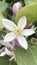 Close up of white flower of Citrus limon