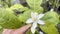 Close up of white flower of Citrus limon