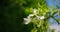 Close-up of White flower of Citrus trifoliata or Japanese Bitter Orange Poncirus trifoliata with prickly branches in public city