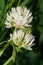 Close-up of white flower clover mountain Trifolium montanum grow