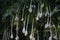 Close up White Flower, Cork Tree, Indian Cork, Flower