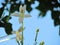 Close up White flower of Cork Tree, Indian Cork, Millingtonia hortensis, aromatic and medicinal extract