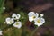 Close-up of white flower Echinodorus, originating in Americas