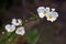 Close-up of white flower Echinodorus, originating in Americas