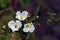 Close-up of white flower Echinodorus, originating in Americas