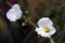 Close-up of white flower Echinodorus, originating in Americas