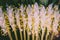 Close up white flower of globba tree or dancing ladies ginger pl