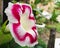 Close-up of a white flower with intense fuchsia pink color in a curved line