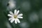 close up of white flower stellaria