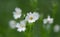 close up of white flower stellaria
