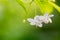 close up of white flower(Wrightia religiosa ,Apocynaceae)