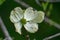 Close-up of White Flowering Dogwood Flower