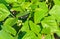 Close-up of white flowering green beans plants