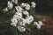 Close-up of white flowering viburnum shrub in springtime