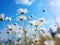 A Close Up Of White Flowers