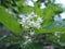 Close-up of white flowers blooming Linden spring evening at sunset