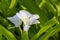 Close-up of white flowers of the ginger lily Hedychium coronarium, also known as white garland-lily