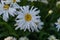 Close-up White flowers Leucanthemum with yellow center and green leaves grows in the garden. Large daisies in field