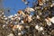 Close up of white flowers of a Magnolia Tree with frost damaged petals, Magnolia grandiflora