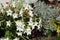 Close up of the white flowers of Nicotiana