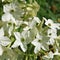 Close up of the white flowers of Nicotiana