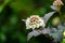 Close-up of white flowers Physocarpus opulifolius diabolo or Ninebark with purple leaves