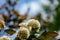 Close-up of white flowers Physocarpus opulifolius diabolo or Ninebark with purple leaves on dark blue background