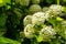 Close-up of white flowers Physocarpus opulifolius Nugget or Ninebark with golden leaves on blurry background