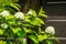 Close-up of white flowers Physocarpus opulifolius Nugget or Ninebark with golden leaves on brown wood fence background.