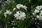 Close up of white flowers of Potato Vine Solanum laxum Album