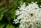 Close-up of the white flowers of Queen Anne\\\'s Lace (Daucus carota)