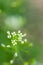 Close up of white flowers of Shepherd`s purse, Capsella bursa-pastoris