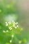 Close up of white flowers of Shepherd`s purse, Capsella bursa-pastoris