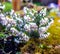 Close up of white flowers on a small heather plant