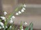 Close-up of the white flowers of the spring plant mullein Leucojum vernum