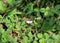 Close up of a white four ring butterfly on grass leaf with grass leaves