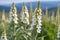 Close-up of White Foxglove Flowers in a Field with a Mountain Range in the Distance