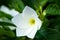 Close up of white frangipani flower with yellow center, outdoors after a rain. Also known as plumeria.