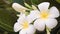 Close up of white frangipani flowers