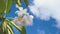 Close up of white frangipani flowers in front of blue sky with clouds