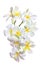 Close up white frangipani petal flowers bouquet with fresh wate