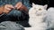 Close up white furry cat sitting near woolen yarn while elderly woman knitting sweater or scarf for winter. Grandmother