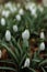 Close up of white Galanthus (snowdrops) flowers