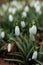 Close up of white Galanthus (snowdrops) flowers