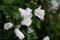 Close up of white garden hibiscus flowers and green leaves with waterdrops