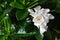 Close up of white gardenia flower. Blooming Cape Jasmine. The Gardenia Jasminoides
